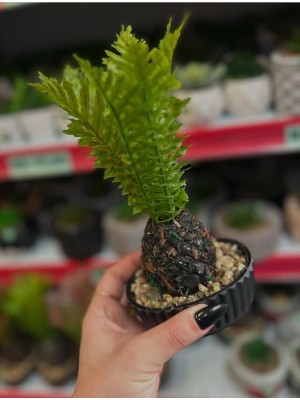 Planta Artificial Samambaia 23cm – Decoração Compacta e Realista p/ Ambientes